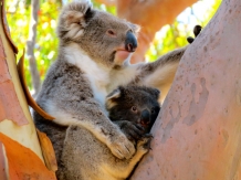 Bild 01 - Australien: Terra Australis